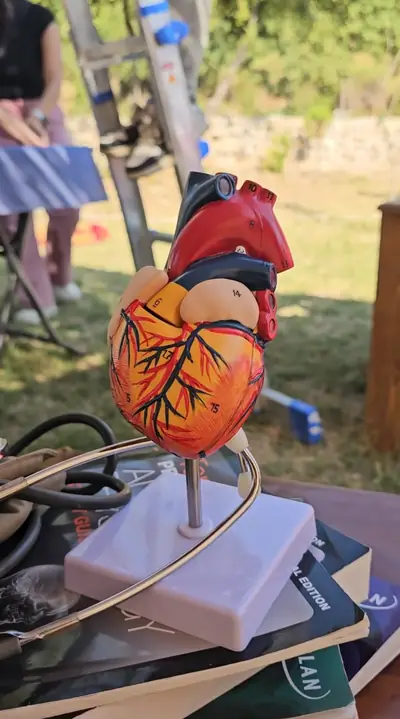 A school anatomy model of a heart