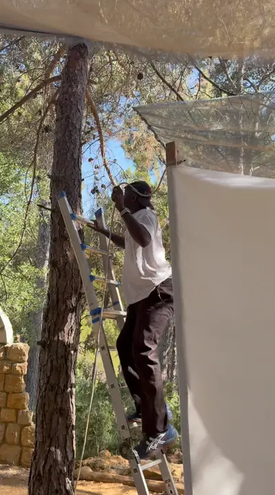 A volunteer on a ladder hanging the screen between pine trees
